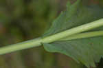 Clasping coneflower